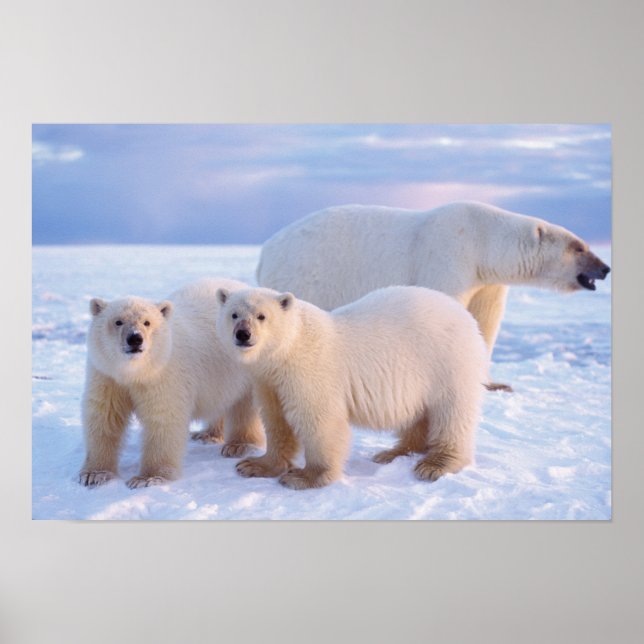 Poster Urso polar semeado com filhotes de gelo, costeiro (Frente)