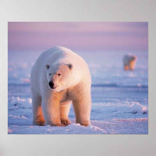Poster urso polar, Ursus maritimus, grande javali (Frente)