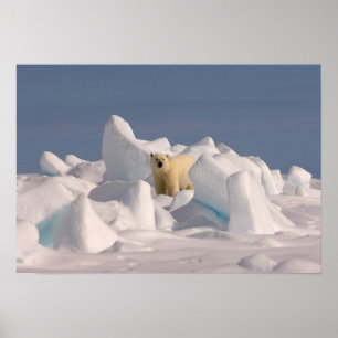 Poster urso polar, Ursus maritimus, no gelo áspero