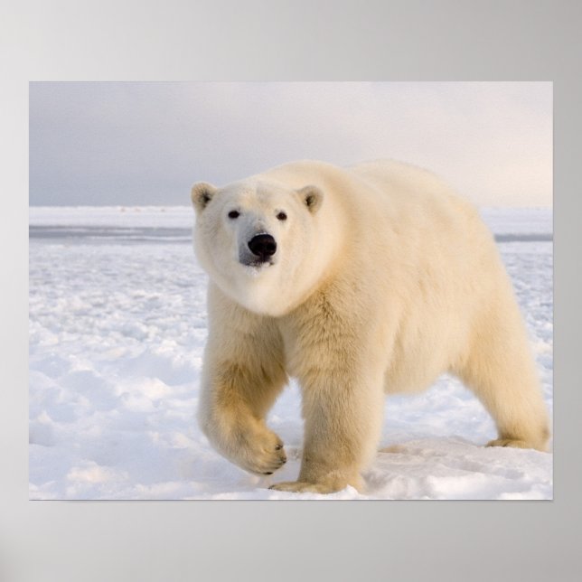 Poster urso polar, Ursus maritimus, no gelo e neve, 2 (Frente)