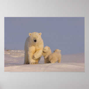 Póster urso polar, Ursus maritimus, porcas com 3 recém-na