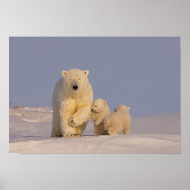 Póster urso polar, Ursus maritimus, porcas com 3 recém-na (Frente)