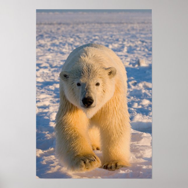 Póster urso polar, Ursus maritimus, urso polar sobre gelo (Frente)