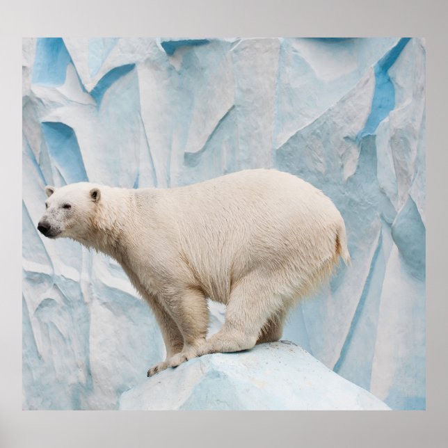 Poster Urso Polar: Vislumbre Zoo Habitat (Frente)