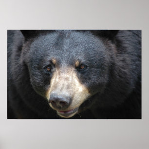 Póster Urso preto