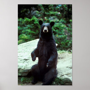 Poster Urso preto