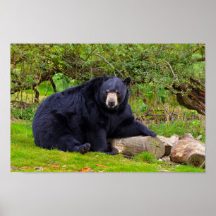 Póster Urso Preto