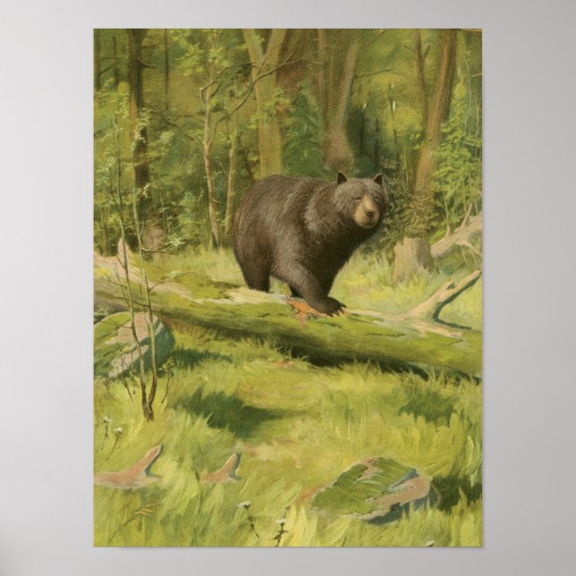 Poster Urso Preto a Passar num Tronco de Árvore (Frente)