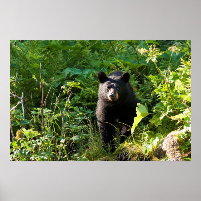 Poster Urso Preto Curioso (Frente)