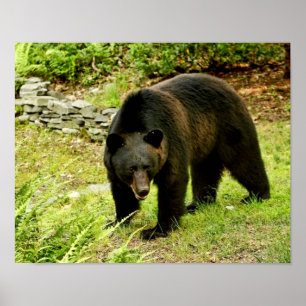 Póster Urso preto de Pensilvânia