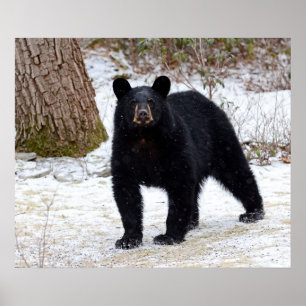 Póster Urso preto de Pensilvânia no inverno