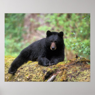 Póster Urso preto em um tronco de crescimento antigo na