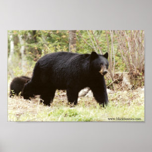 Póster urso preto grande