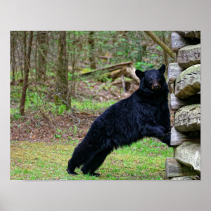 Póster Urso preto grande no enfumaçado