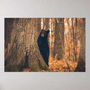 Poster Urso preto que está por uma árvore