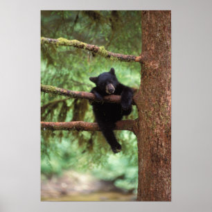 Póster urso preto, Ursus americanus, filhote em uma árvor