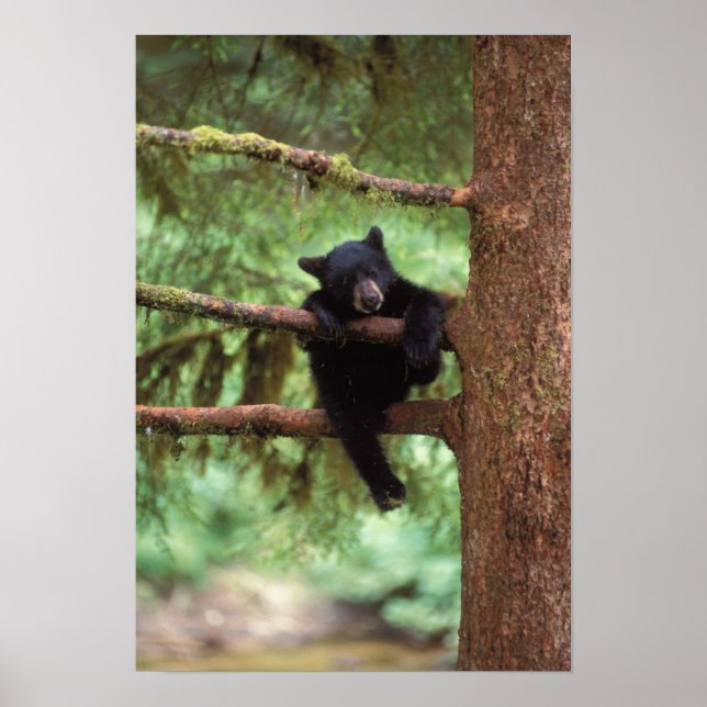 Póster urso preto, Ursus americanus, filhote em uma árvor (Frente)