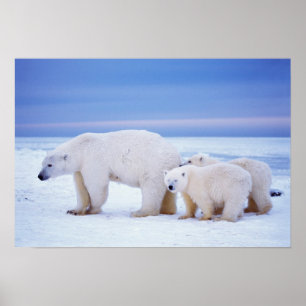 Poster Ursoa-polar fêmea com filhotes