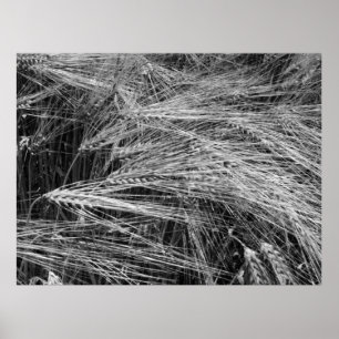 Poster Ursos de cevada (Hordeum vulgare)