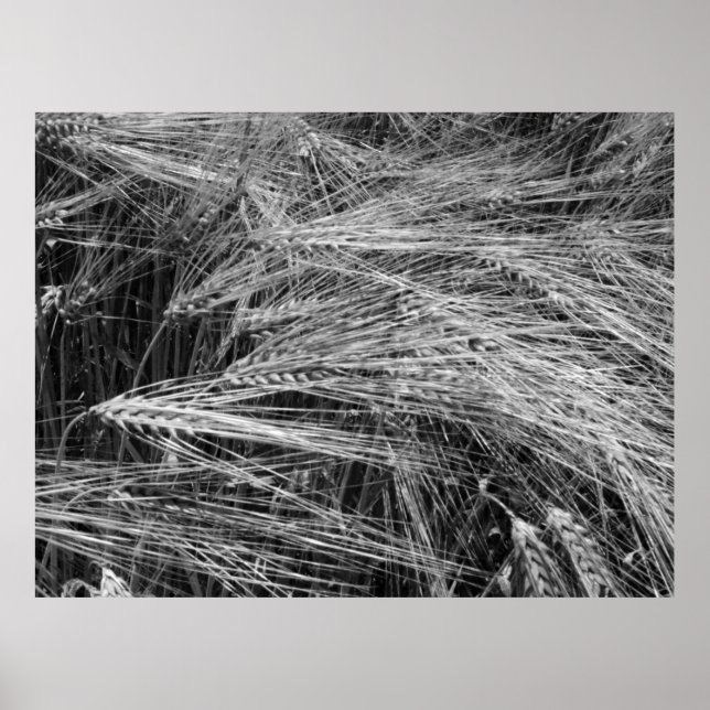 Poster Ursos de cevada (Hordeum vulgare) (Frente)