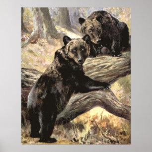 Póster Ursos Grizzles por Swan CE, Animais da Floresta Vi