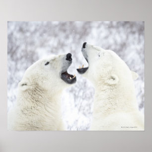 Poster Ursos polares que jogam na neve