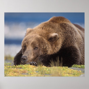 Poster Ursus arctos, urso-pardo, Ursus 8