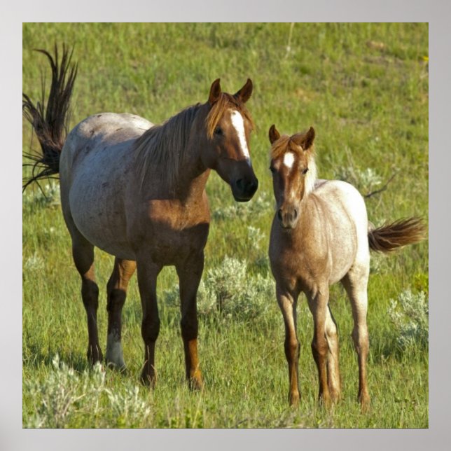 Poster US35 CHA0209.jpg (Frente)