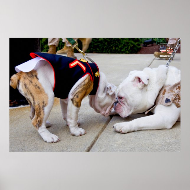 POSTER US MILITARY SERVICE DOG (Frente)