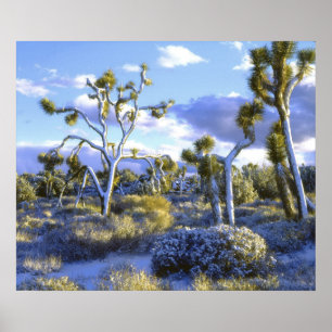 Póster USA, California, Joshua Tree National Park.