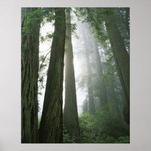 Póster USA, California, Redwood National Park,