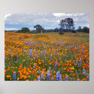 Póster USA, California, Santa Margarita, Avenales