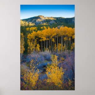 Póster USA, Colorado. Bright Yellow Aspens in Rockies
