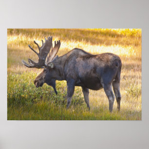 Poster USA, Colorado, Cameron Pass. Bull moose