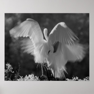 Póster USA, Florida, Great Egret (Ardea alba) infrared 3