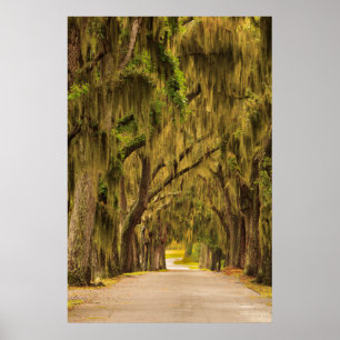 Poster USA, Georgia, Savannah, Entrance Drive