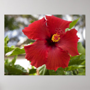 Poster USA, Hawaii, Oahu. The Hibiscus is the