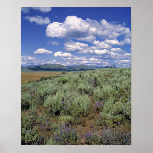 Póster USA, Idaho, Camas Co. Sagebrush and lupine