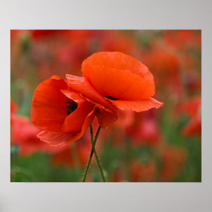 Poster USA, North Carolina. Close-up of poppy