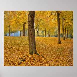 Póster USA, Oregon, Portland. American Linden Trees
