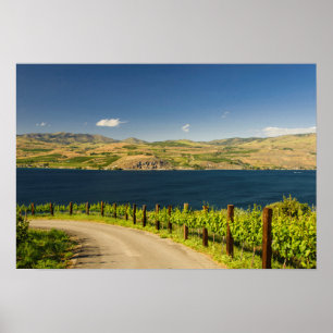 Póster USA, Washington, Lake Chelan. Vineyard