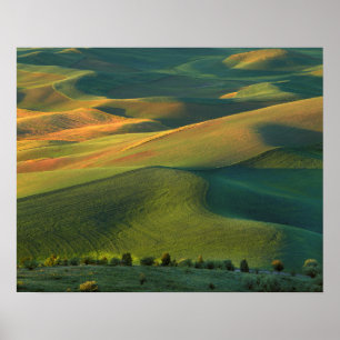 Póster USA, Washington, Palouse, Whitman County