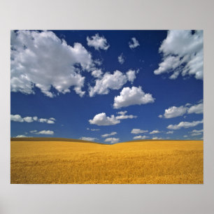 Póster USA, Washington State, Colfax. Ripe barley meets