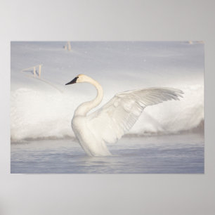 Poster USA, Wyoming, Trumpeter Swan stretches wings