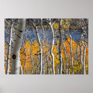 Póster Utah, EUA. Árvores Aspen (Populus Tremuloides)