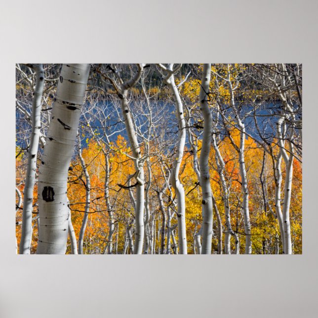 Póster Utah, EUA. Árvores Aspen (Populus Tremuloides) (Frente)