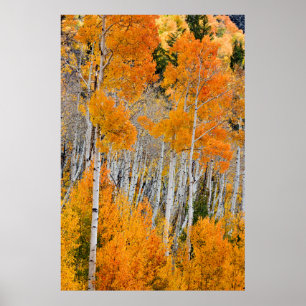 Poster Utah, EUA. Árvores Aspen (Populus Tremuloides) 4