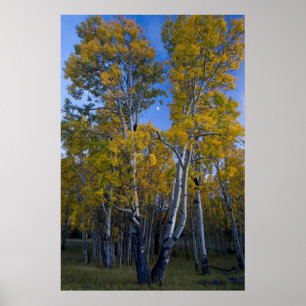 Póster Utah. EUA. Árvores de Aspen e Lua ao Crepúsculo