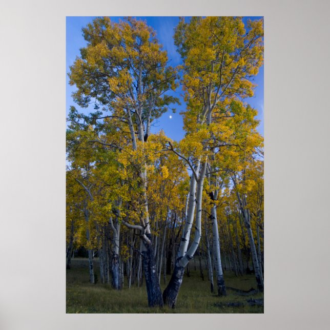 Póster Utah. EUA. Árvores de Aspen e Lua ao Crepúsculo (Frente)