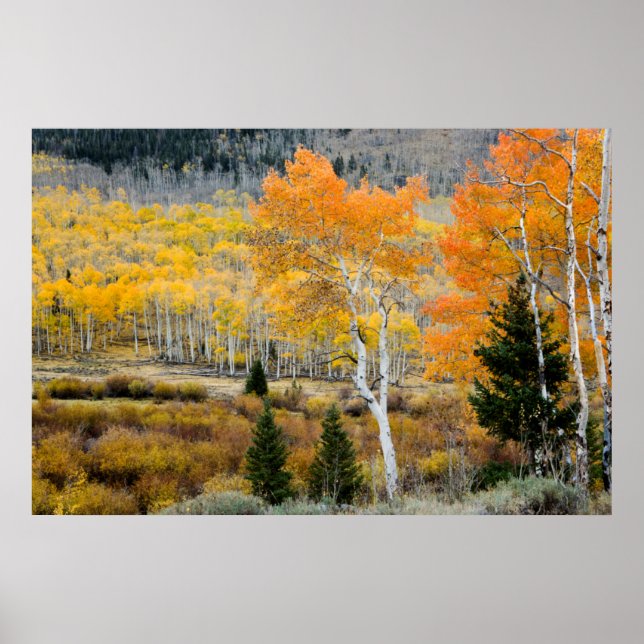 Poster Utah, EUA. Árvores de Aspen e Matagais de Salgueir (Frente)